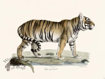 Cuvier 095 Female Royal Tiger